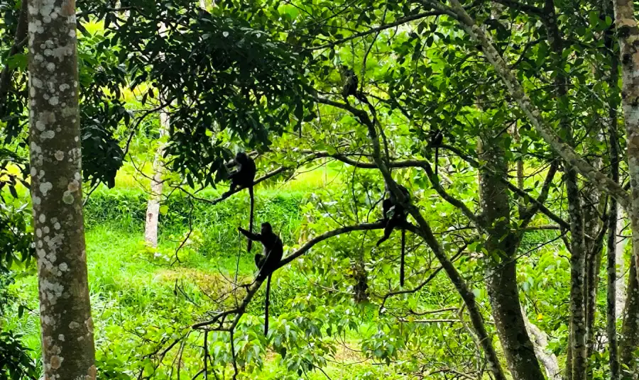 Langur Negro macaco monkey forest observar monos