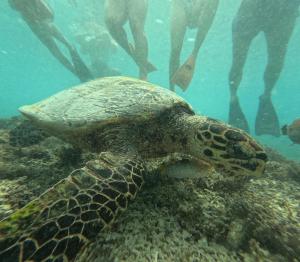 ver ejemplares de tortuga verde en la misma orilla de las islas es fascinante Las Gilis sorprende por su fauna marina